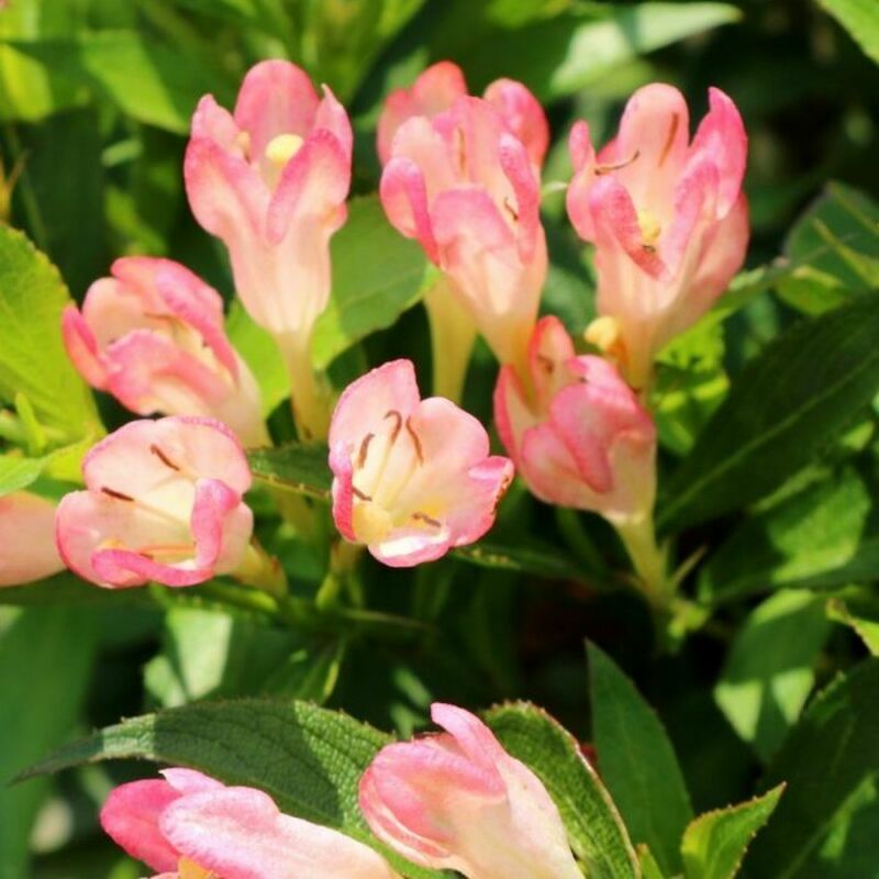 Вейгела Олл Саммер Пич (Weigela 'All Summer Peach')