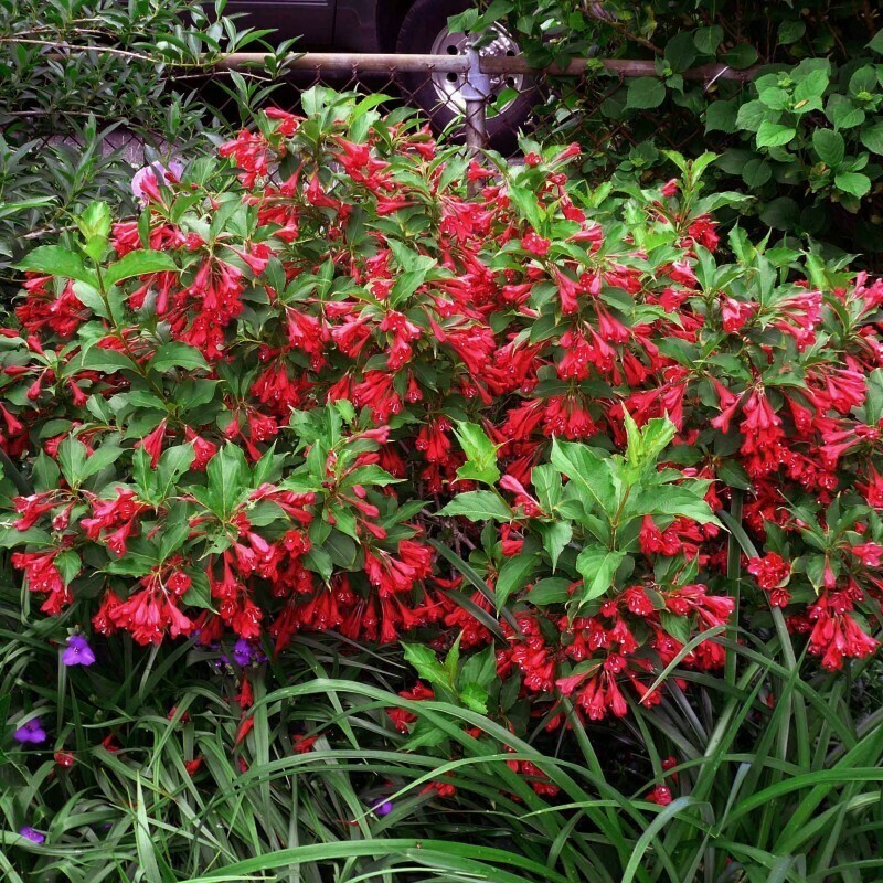 Вейгела Олл Саммер Ред (Weigela 'All Summer Red')