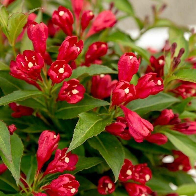 Вейгела Олл Саммер Ред (Weigela 'All Summer Red')