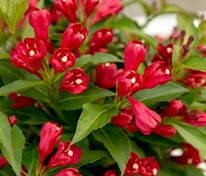 Вейгела Олл Саммер Ред (Weigela 'All Summer Red')