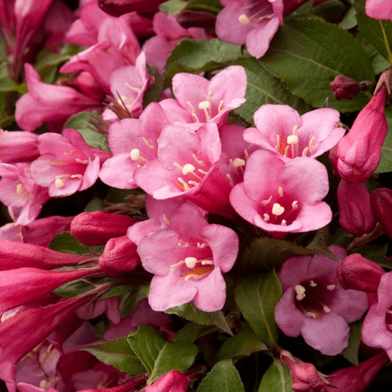 Вейгела цветущая Минуэт (Weigela florida 'Minuet')