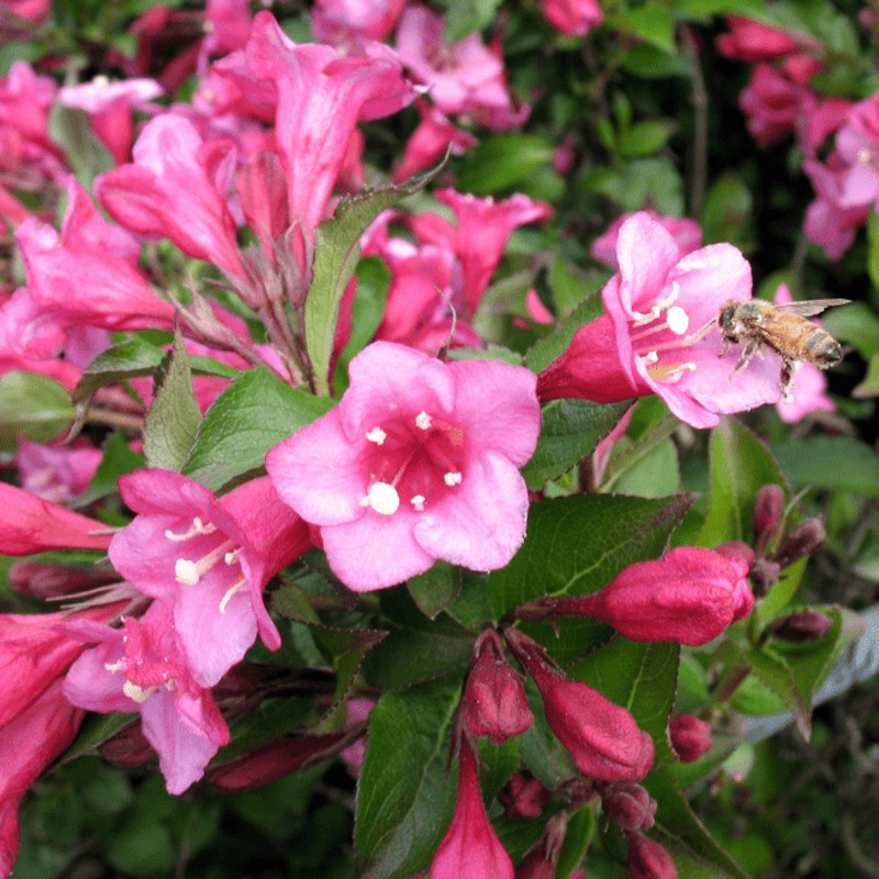 Вейгела цветущая Минуэт (Weigela florida 'Minuet')
