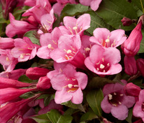 Вейгела цветущая Минуэт (Weigela florida 'Minuet')