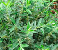 Ива дальневосточная (Salix sachalinensis)