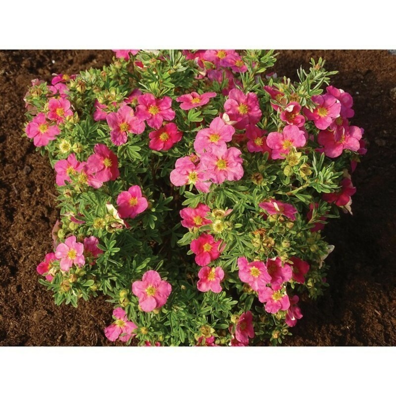 Лапчатка кустарниковая Белла Роза (Potentilla fruticosa 'Bella Rosa')