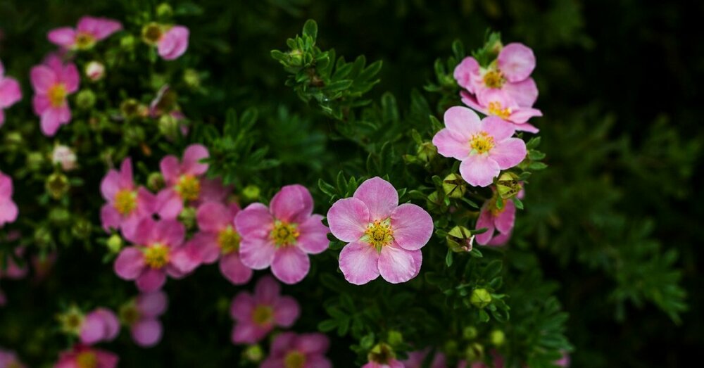 Лапчатка кустарниковая Белла Роза (Potentilla fruticosa 'Bella Rosa')