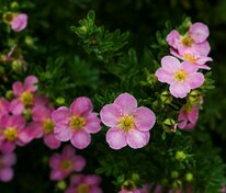 Лапчатка кустарниковая Белла Роза (Potentilla fruticosa 'Bella Rosa')