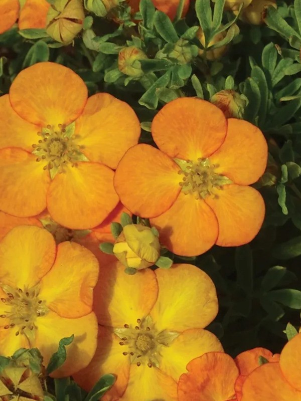 Лапчатка кустарниковая Белла Эппл (Potentilla fruticosa 'Bella Apple')