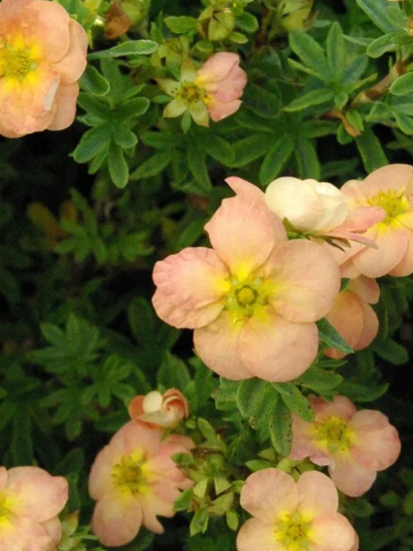 Лапчатка кустарниковая Белла Эппл (Potentilla fruticosa 'Bella Apple')