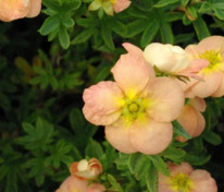 Лапчатка кустарниковая Белла Эппл (Potentilla fruticosa 'Bella Apple')