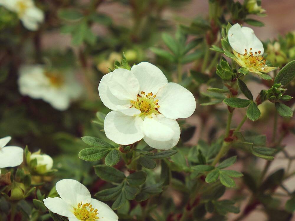Лапчатка кустарниковая Крем Брюле (Potentilla fruticosa 'Creme Brulee')