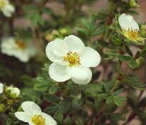 Лапчатка кустарниковая Крем Брюле (Potentilla fruticosa 'Creme Brulee')