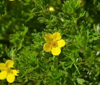 Лапчатка кустарниковая Хендлин Белла Линдси (Potentilla fruticosa 'Hendlin' Bella Lindsey)
