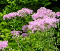 Василистник водосборолистный Лемон Балм (Thalictrum aquilegiifolium 'Lemon Balm')