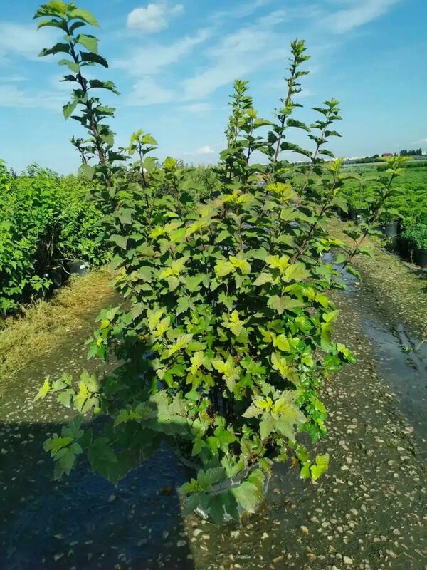 Пузыреплодник калинолистный Меджик Болл (Physocarpus opulifolius 'Magic Ball')