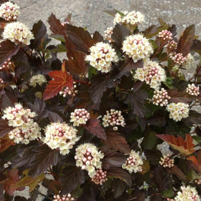 Пузыреплодник калинолистный Меджик Болл (Physocarpus opulifolius 'Magic Ball')
