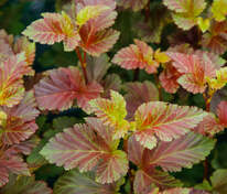 Пузыреплодник калинолистный Меджик Болл (Physocarpus opulifolius 'Magic Ball')