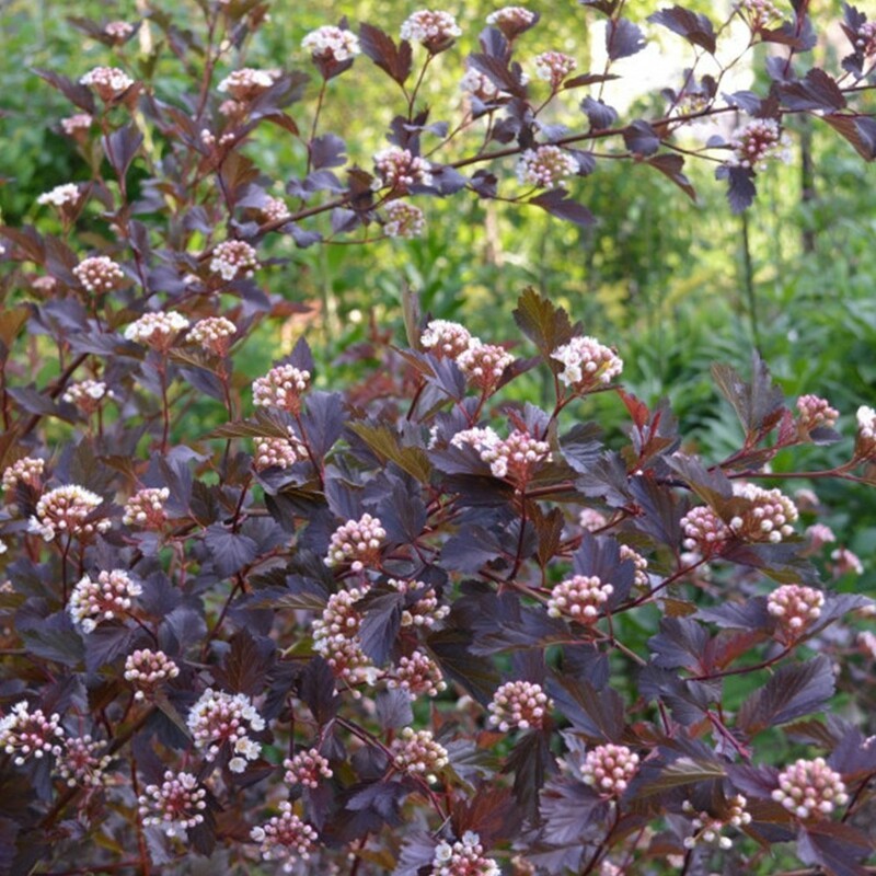 Пузыреплодник калинолистный Тайни Вайн (Physocarpus opulifolius 'Tiny Wine')