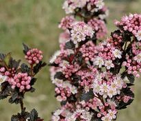 Пузыреплодник калинолистный Тайни Вайн (Physocarpus opulifolius 'Tiny Wine')