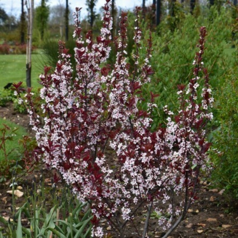 Слива цистена (Prunus x cistena)