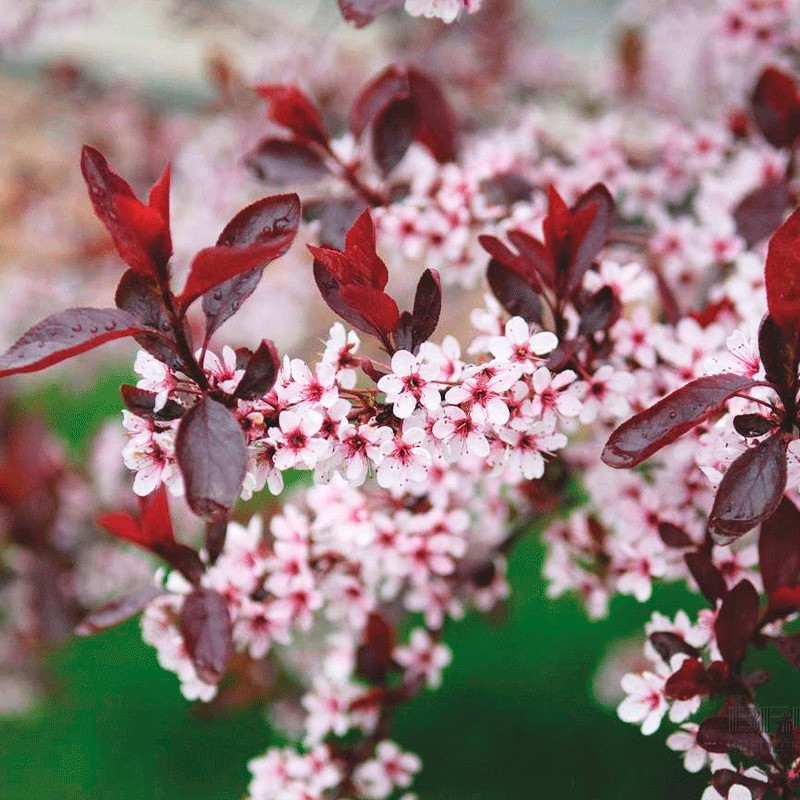 Слива цистена (Prunus x cistena)