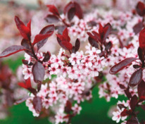 Слива цистена (Prunus x cistena)