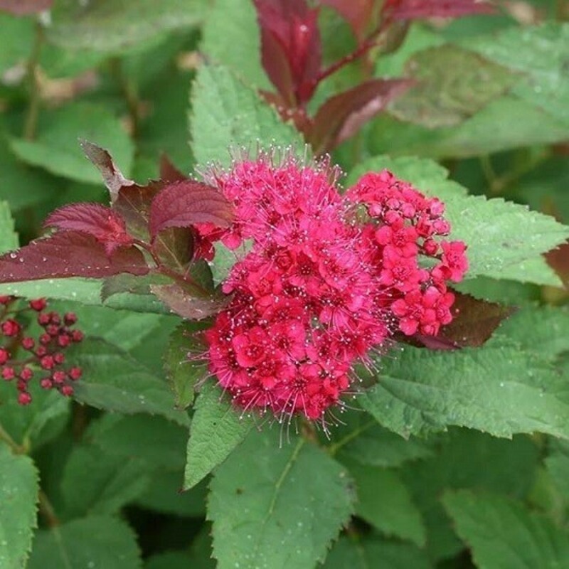 Спирея японская Дабл Плей Дузи (Spiraea japonica 'Double Play Doozie')