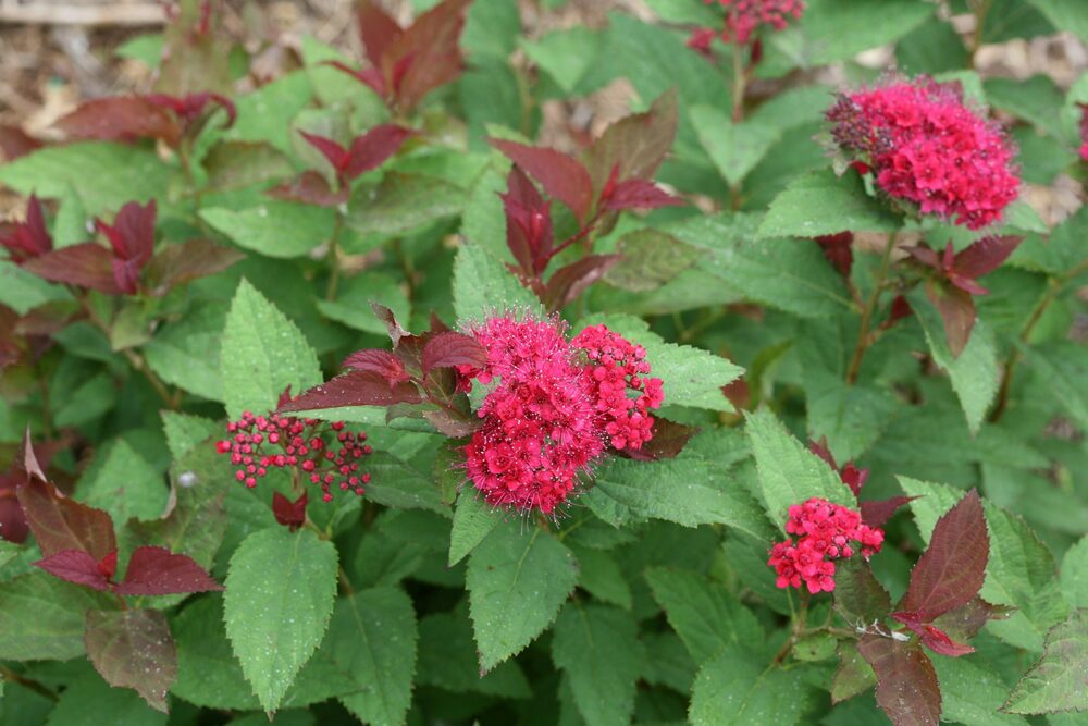 Спирея японская Дабл Плей Дузи (Spiraea japonica 'Double Play Doozie')