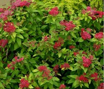 Спирея японская Дабл Плей Ред (Spiraea japonica 'Double Play Red')