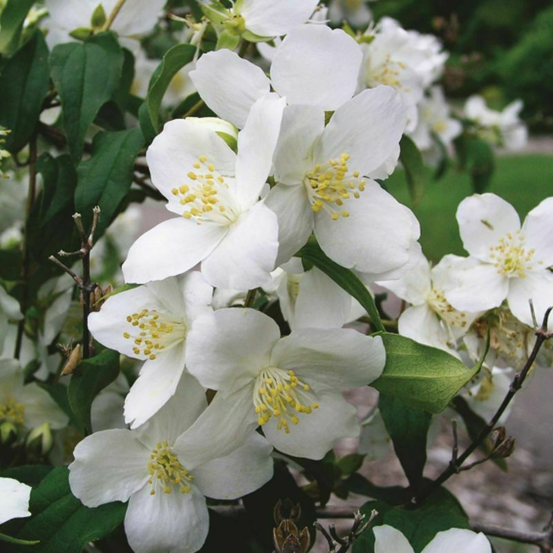 Чубушник Старбрайт (Philadelphus 'Starbright')