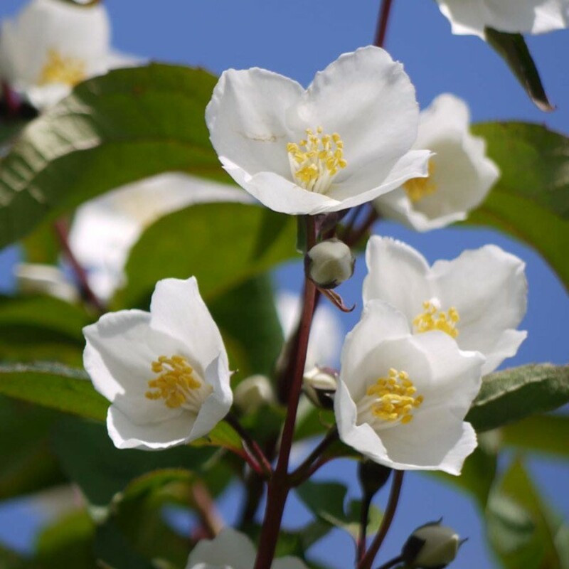 Чубушник Старбрайт (Philadelphus 'Starbright')
