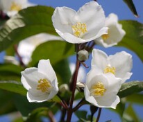 Чубушник Старбрайт (Philadelphus 'Starbright')