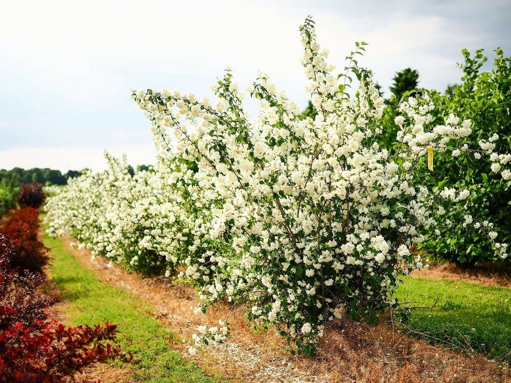 Чубушник Шнеештурм (Philadelphus 'Schneesturm')
