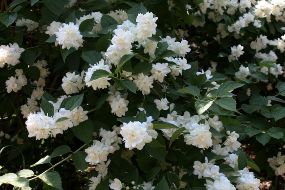 Чубушник Шнеештурм (Philadelphus 'Schneesturm')