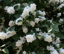 Чубушник Шнеештурм (Philadelphus 'Schneesturm')