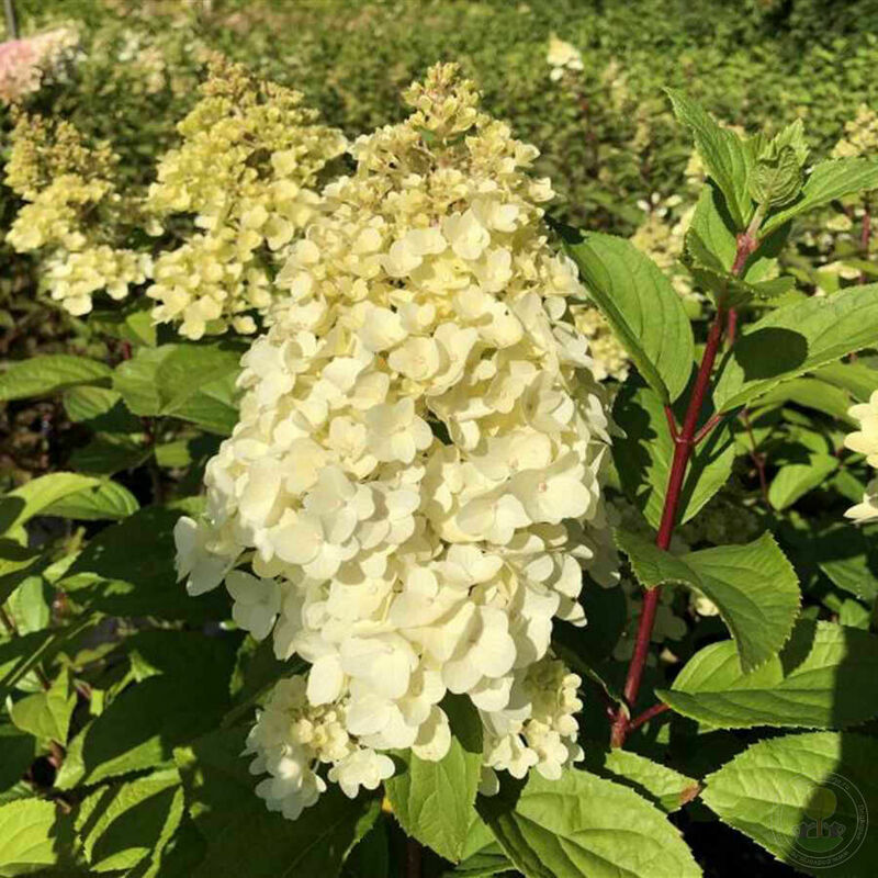 Гортензия метельчатая Мэджикал Килиманджаро (Hydrangea paniculata 'Magical Kilimanjaro')