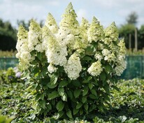Гортензия метельчатая Мэджикал Килиманджаро (Hydrangea paniculata 'Magical Kilimanjaro')