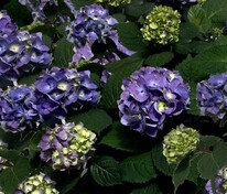 Гортензия крупнолистная Эндлесс Саммер Блумстар Блю (Hydrangea macrophylla 'Endless Summer Bloom Star Blue')