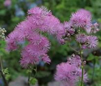 Василистник водосборолистный Пурпуреум (Thalictrum aquilegiifolium 'Purpureum')