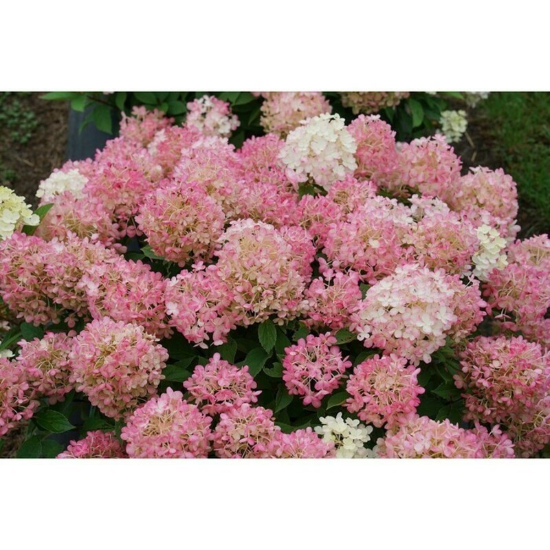 Гортензия метельчатая Гарденлайт Пинклайт (Hydrangea paniculata 'Gardenlights Pinklight')