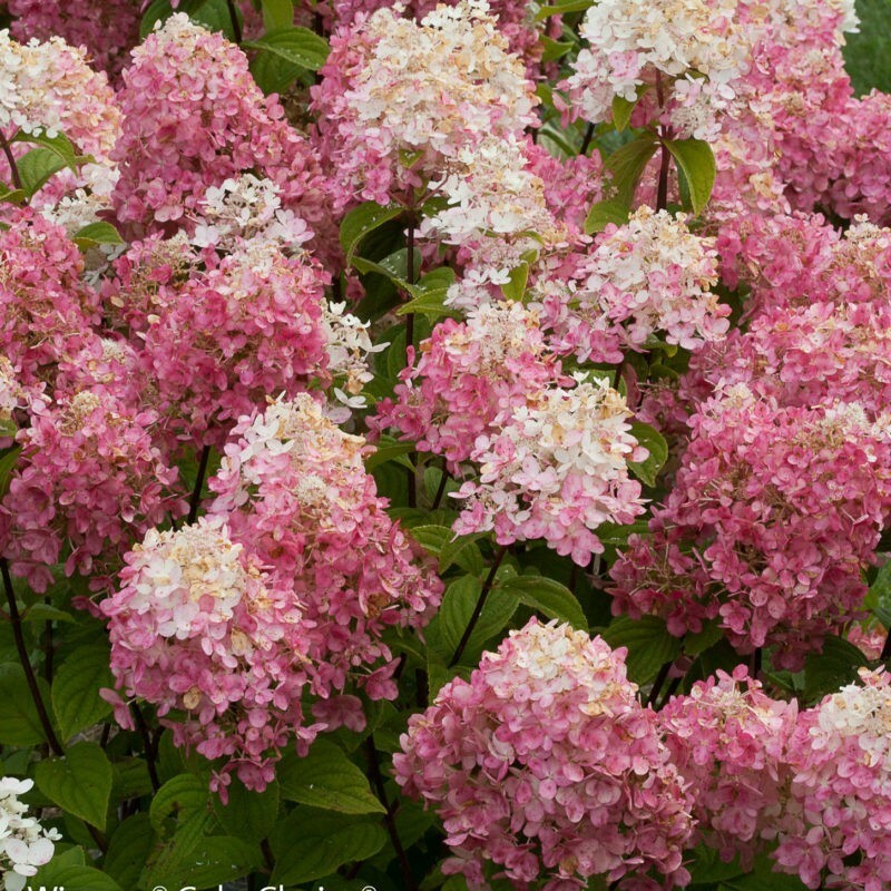 Гортензия метельчатая Гарденлайт Пинклайт (Hydrangea paniculata 'Gardenlights Pinklight')
