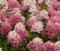 Гортензия метельчатая Гарденлайт Пинклайт (Hydrangea paniculata 'Gardenlights Pinklight')
