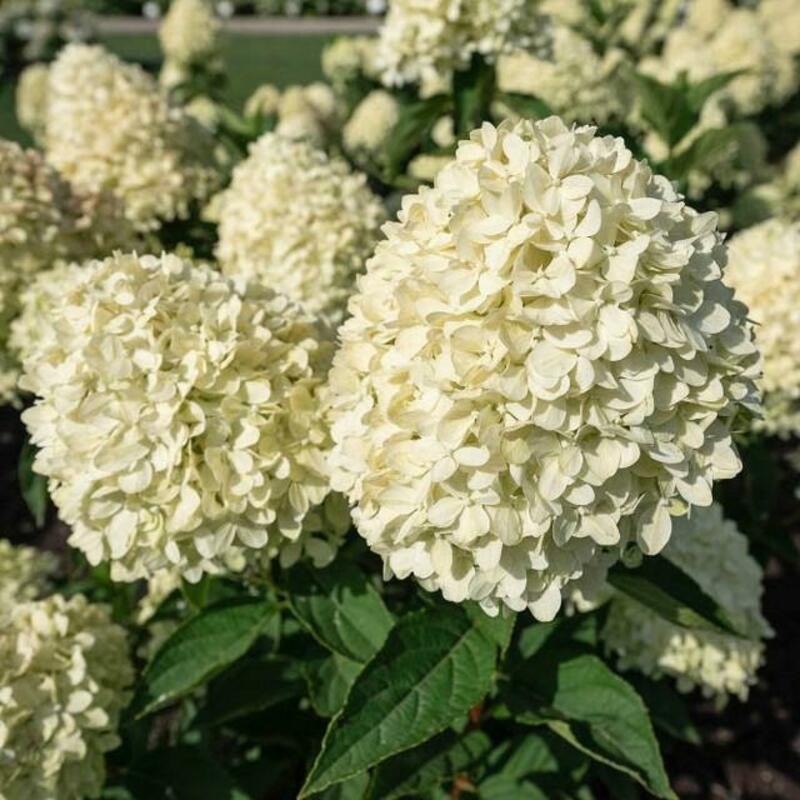 Гортензия метельчатая Коттон Крим (Hydrangea paniculata 'Cotton Cream')