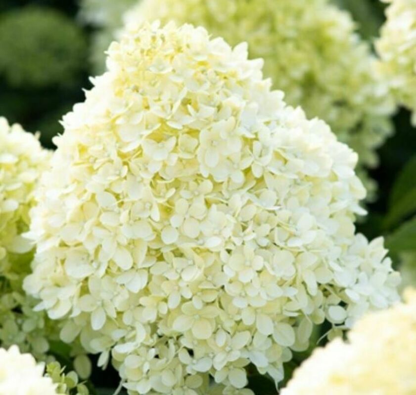 Гортензия метельчатая Коттон Крим (Hydrangea paniculata 'Cotton Cream')