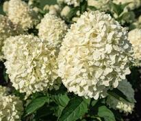 Гортензия метельчатая Коттон Крим (Hydrangea paniculata 'Cotton Cream')