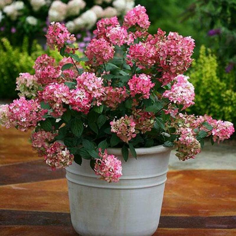 Гортензия метельчатая Литтл Квик Файер (Hydrangea paniculata 'Little Quick Fire')