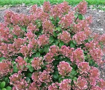 Гортензия метельчатая Литтл Квик Файер (Hydrangea paniculata 'Little Quick Fire')