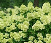 Гортензия метельчатая "Little Lime" (Литтл Лайм)