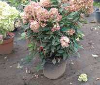 Гортензия метельчатая Литтл Лайм (Hydrangea paniculata 'Little Lime')