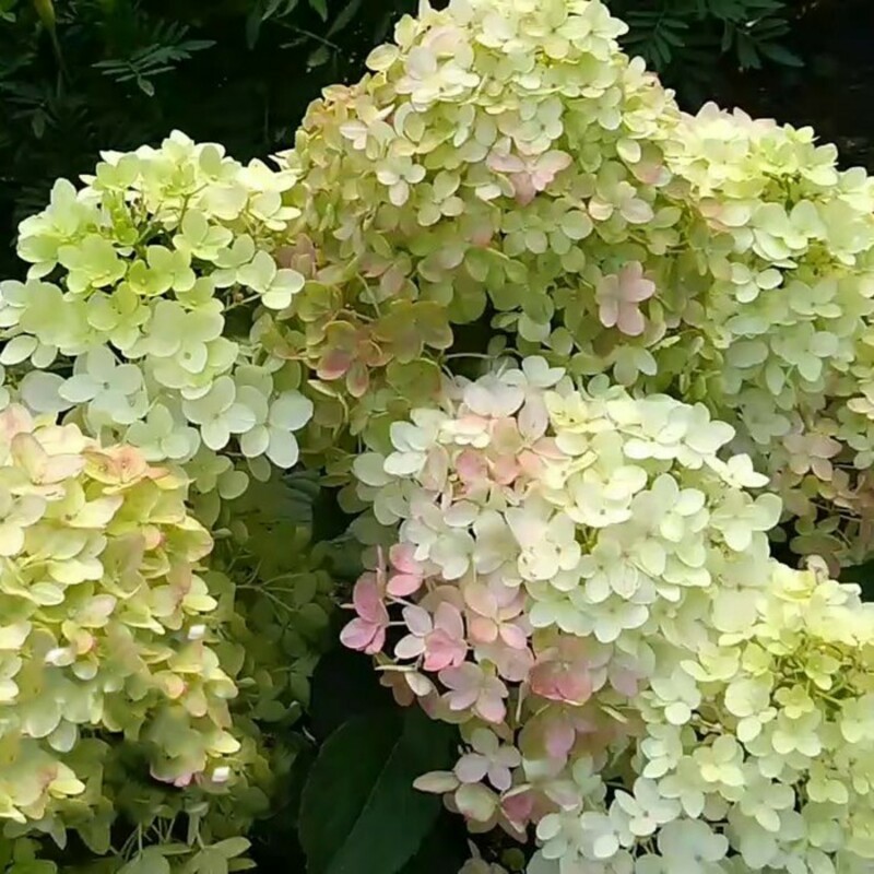 Гортензия метельчатая Мэджикал Андес (Hydrangea paniculata 'Magical Andes')